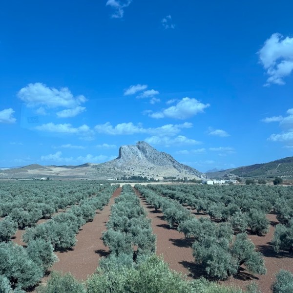 Landschaft, Klima & Olivenöl – Spaniens grüne (und trockene)&nbsp;Seele